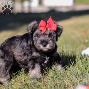Remi, Miniature Schnauzer Puppy